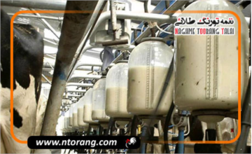 قیمت شیرخام به ۴۶ هزار و ۵۰۰ تومان رسیده است